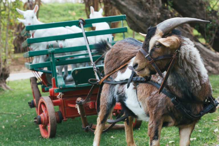 Happy World Farm Animal Day! | Fairview