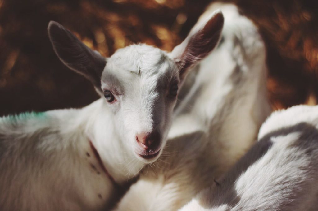 An African First - Goat Yoga at Fairview! | Fairview